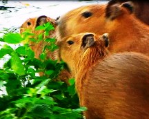 chiguires-capibaras-barinas